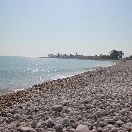 044 Olivar - Fresa دينايا